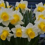Narcissus 'Goblet' - Narcis