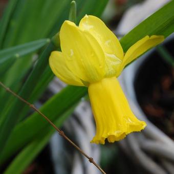 Narcis - Narcissus cyclamineus 'Warbler'