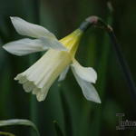 Narcissus 'W.P. Milner' - Narcis