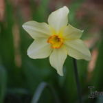 Narcissus poeticus var. recurvus - Dichtersnarcis 