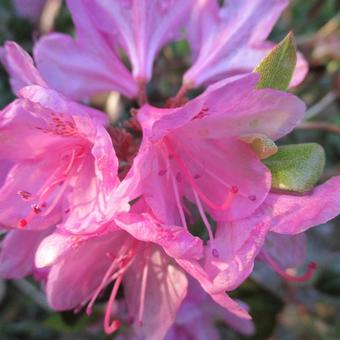 Rhododendron 'Aglo Mezitt'