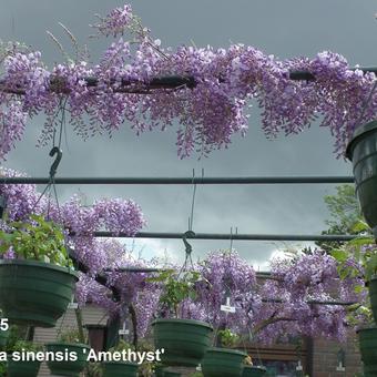 Wisteria sinensis 'Amethyst'