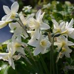 Narcissus 'Sailboat' - Narcis