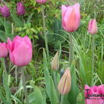 Tulipa 'Candy Prince' - Tulp