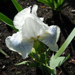 Iris germanica 'Cutie' - Baardiris, zwaardiris