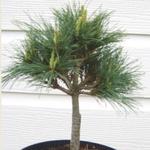 Pinus strobus 'Blue Shag' - Witte pijnboom