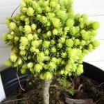 Picea glauca 'Spring Surprise'  - Witte spar