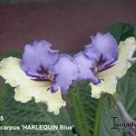 Streptocarpus 'HARLEQUIN Blue' - Kaapse primula / spiraalvrucht / draaivrucht
