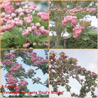 Crataegus x media 'Paul's Scarlet'