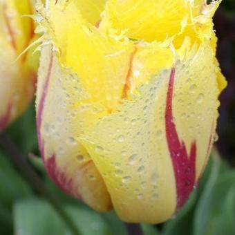 Tulipa 'Flamenco'