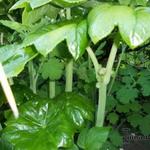 Podophyllum versipelle - Voetblad