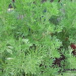 Artemisia abrotanum var. maritima - Colakruid