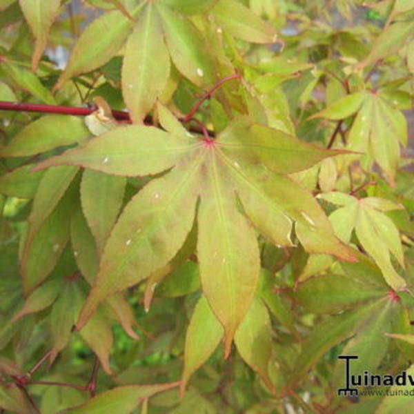 Japanse esdoorn - Acer palmatum 'Osakazuki'