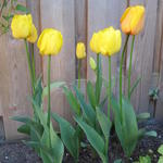Tulipa Triumph - Tulp