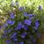 Glandora diffusa 'Heavenly Blue'