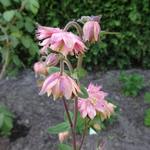 Aquilegia vulgaris 'Rose Barlow' - Akelei