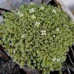Arenaria alfacarensis - Zandkruid