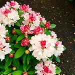 Rhododendron yakushimanum 'Dreamland' - Rododendron