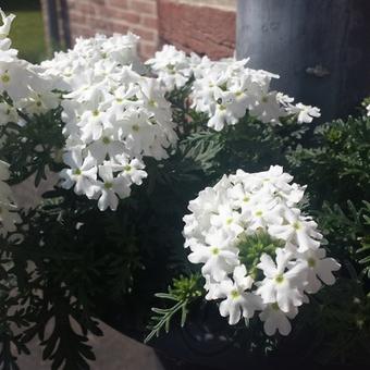 Verbena x hybrida 'MAGELANA White'