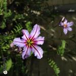 Leucocoryne purpurea 'Spotlight' - Glory of the Sun