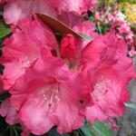 Rododendron - Rhododendron yakushimanum 'Sneezy'