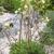 Saxifraga paniculata 'Lutea'