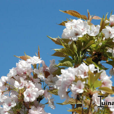 Sierkers - Prunus serrulata 'Amanogawa'