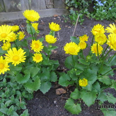 Voorjaarszonnebloem/Gele margriet - Doronicum orientale 'Little Leo'