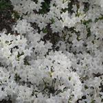Rhododendron 'Schneewittchen' - Japanse azalea