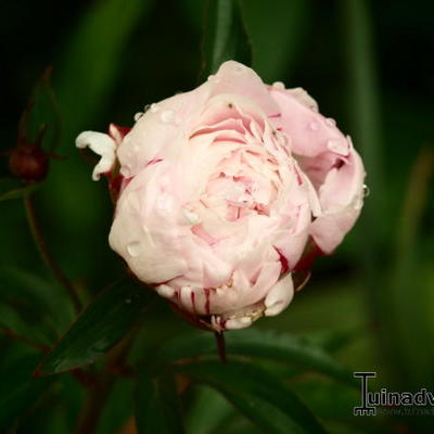 Pioen - Paeonia lactiflora 'Shirley Temple'