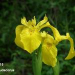 Iris pseudacorus - Moerasiris, Gele lis - Iris pseudacorus