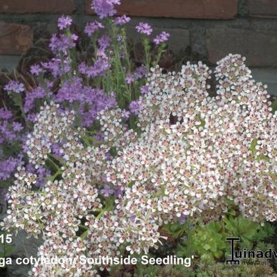 Steenbreek - Saxifraga cotyledon 'Southside Seedling'