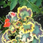 Pelargonium 'Contrast' - Geranium