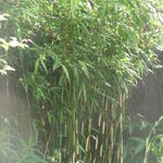 Japanse bamboe - Fargesia robusta 'Pingwu'
