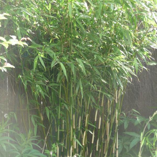 Regulatie Ontstaan web Japanse bamboe - Fargesia robusta 'Pingwu' - Haagplanten - Planten online  kopen | Tuinadvies