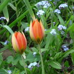 Tulipa whittallii - Tulp