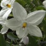 Solanum jasminoides - Klimmende Nachtschade
