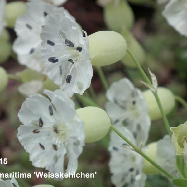 Lijmkruid/Hemelroosje - Silene uniflora 'Weisskehlchen'