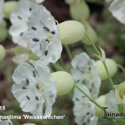 Silene uniflora 'Weisskehlchen' - Lijmkruid/Hemelroosje