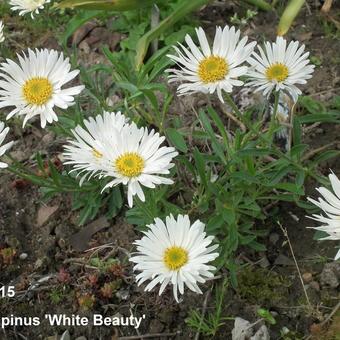 Aster alpinus 'White Beauty'