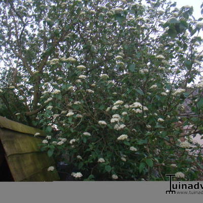 Wollige sneeuwbal - Viburnum lantana