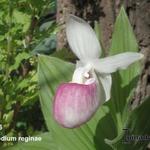 Cypripedium reginae - Orchidee/Vrouwenschoentje