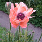 Papaver orientale 'China Boy' - Oosterse papaver