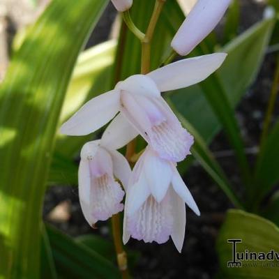 Aardorchidee, Hyacint-orchidee - Bletilla striata 'Alba'