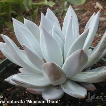 Echeveria colorata 'Mexican Giant'