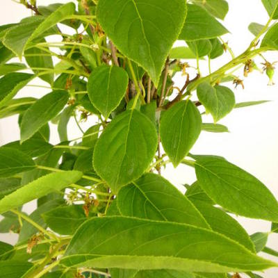 Kiwibes, minikiwi, kiwiberry - Actinidia arguta 'Geneva'