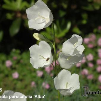 Campanula persicifolia 'Alba'