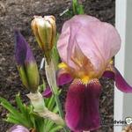 Iris germanica 'Indian Chief' - Baardiris