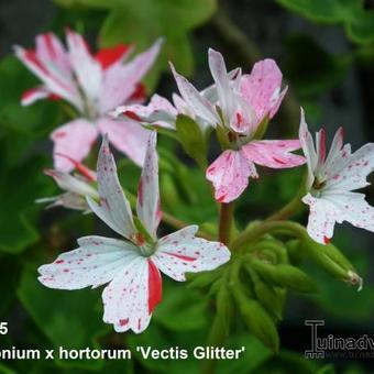 Pelargonium x hortorum 'Vectis Glitter' (stellartype)