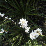 Libertia grandiflora - Nieuw-Zeelandse iris